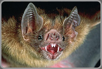 [vampirebat.jpg]