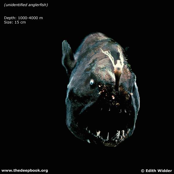 [angler_readigg1com.jpg]