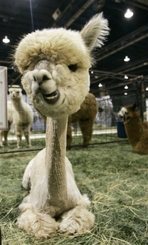 [alpaca_yahoo.jpg]