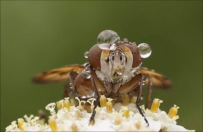 [flywithdew_knuttz.jpg]