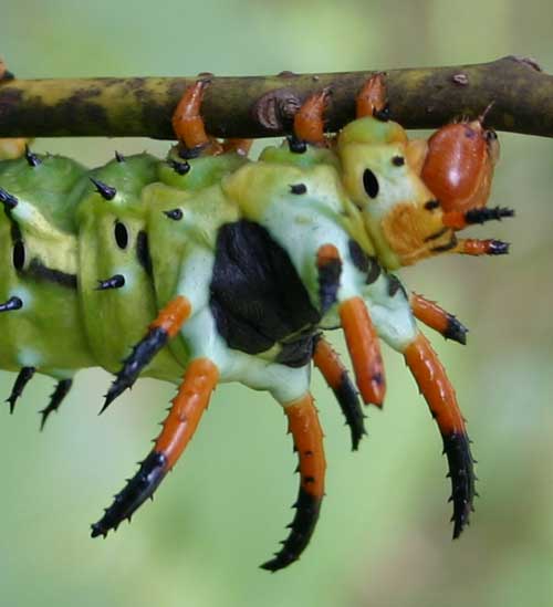 [hhdevilhead_NCSU.jpg]