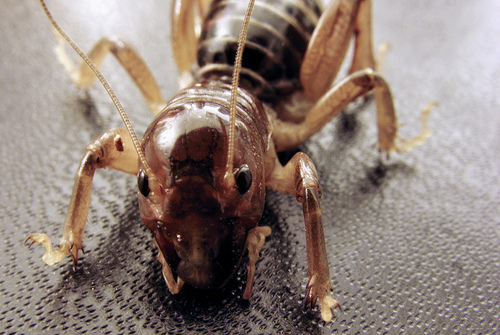 [jerusalemcricket_colinbrown.jpg]