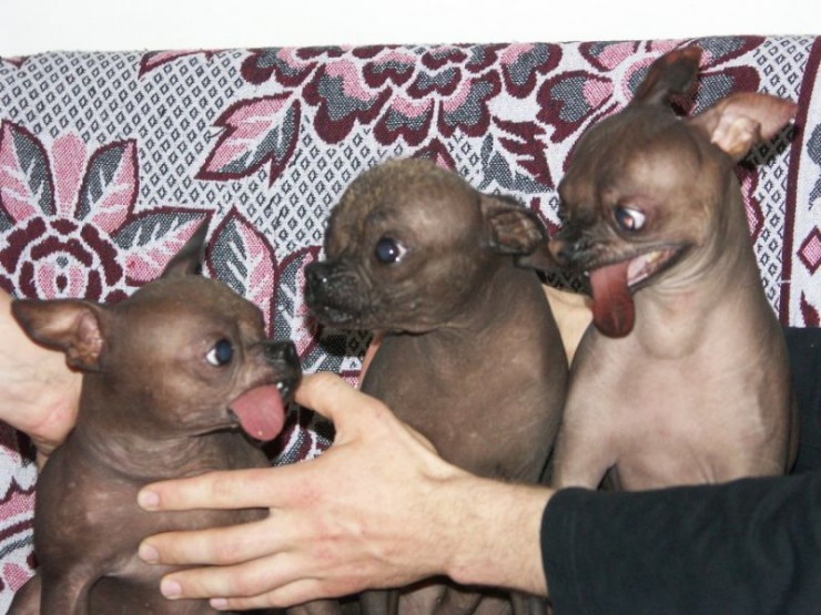 [03_dogs_108391.jpg]