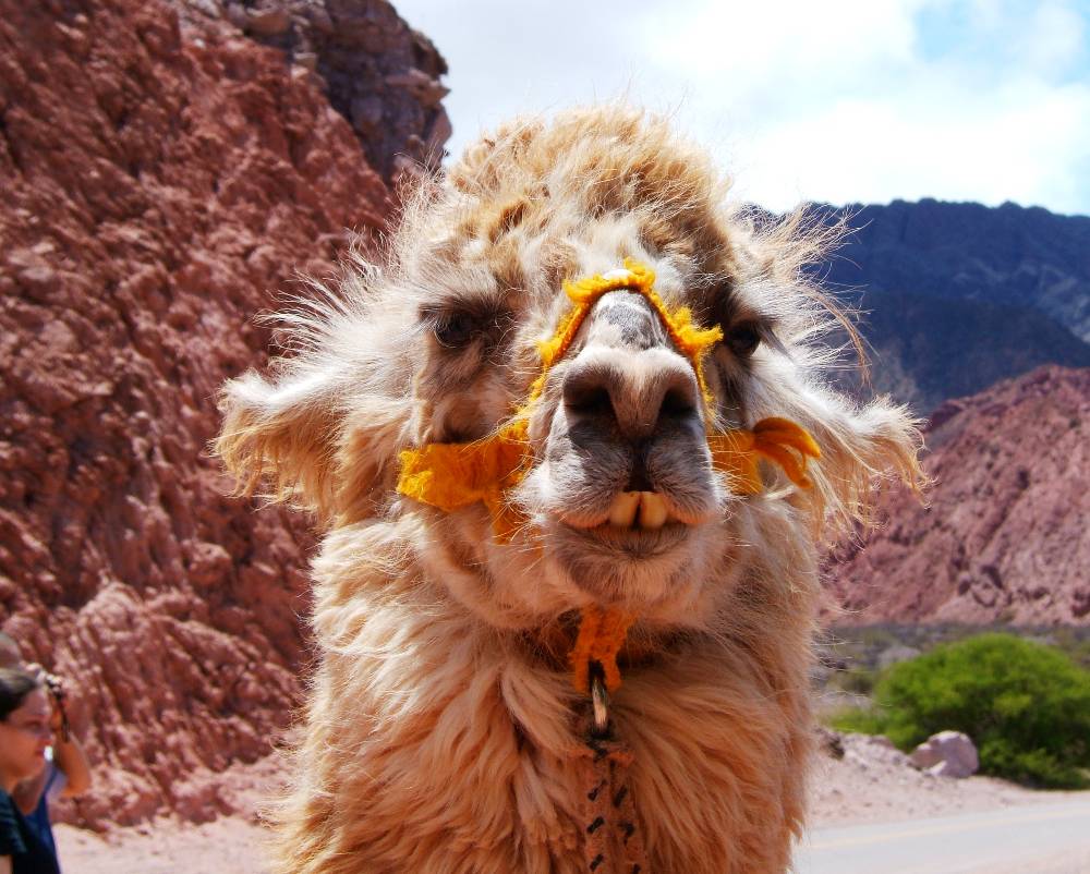 [surlyllama_Jared.jpg]