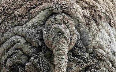 [elephantrear_Yahoo.jpg]