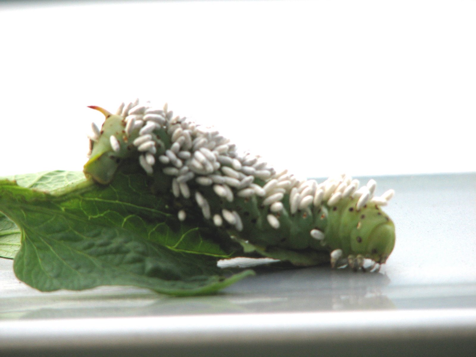 [tomatohornworm_Janice.jpg]