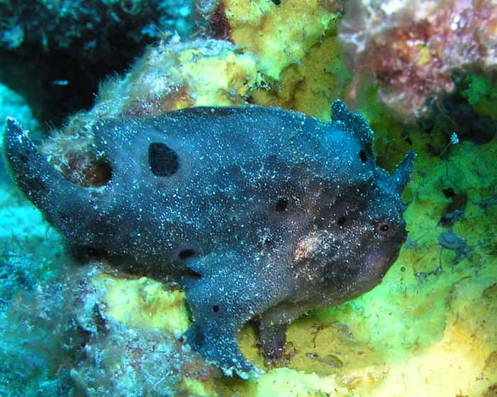 [blue+frogfish.jpg]