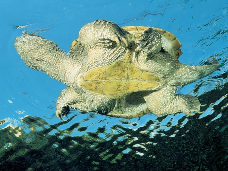 [alligatorsnappingturtle_knuttz1net.jpg]