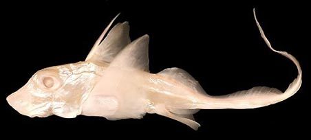 [albinoratfish.jpg]