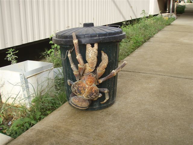 [coconutcrab_Tyrel.jpg]