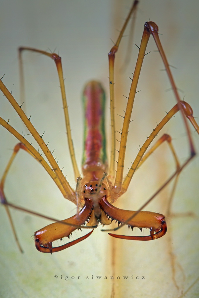 [unknownspider_Igor.jpg]