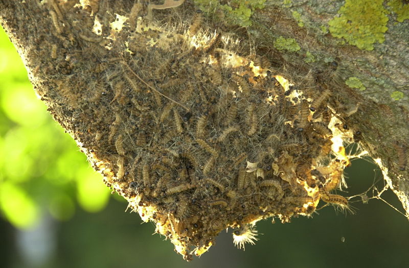 [Eichenprozessionsspinner_Simone.JPG]