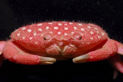 [taiwan+strawberry+crab.jpg]