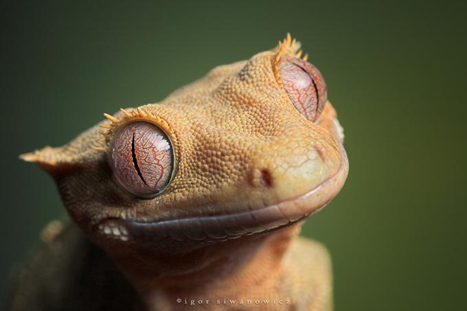 [crested+gecko+-+igor+siwanowicz+2.jpg]