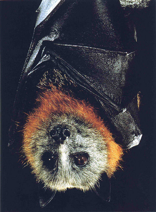 [grey_headed_flying_fox2.jpg]