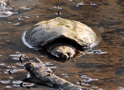 [snapper+in+the+water.JPG]