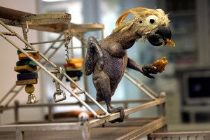 [Oscar+the+Cockatoo.JPG]