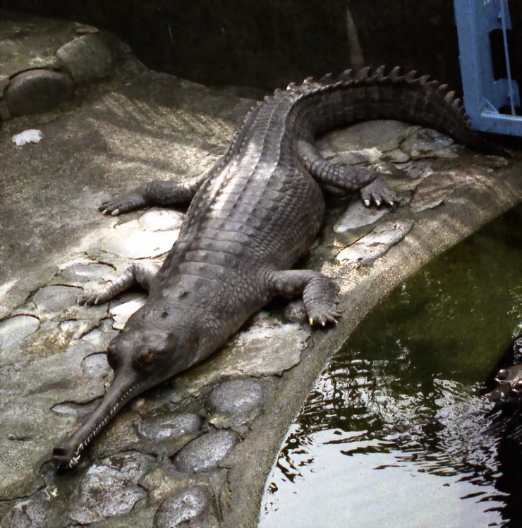 [gharial_Knuttz.jpg]