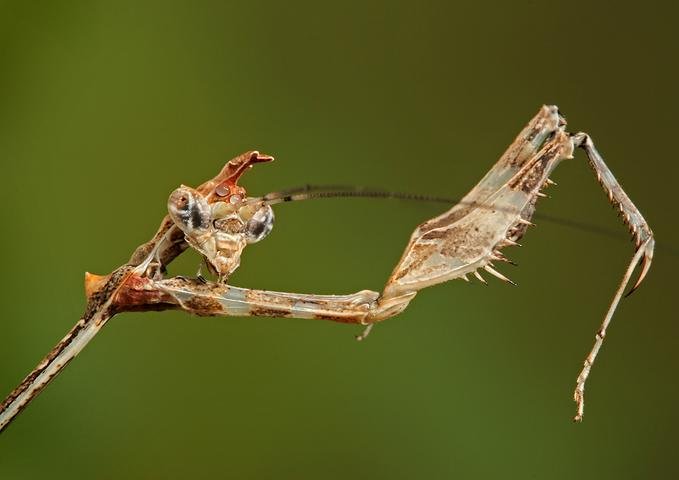 [Mantis+Stretched+Arms+LinkInn.jpg]