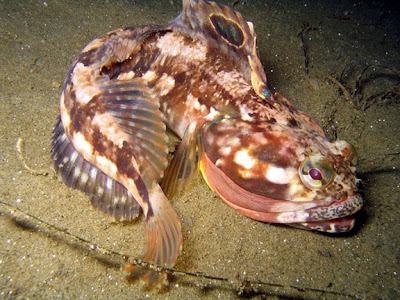 Sarcastic+Fringehead.jpg