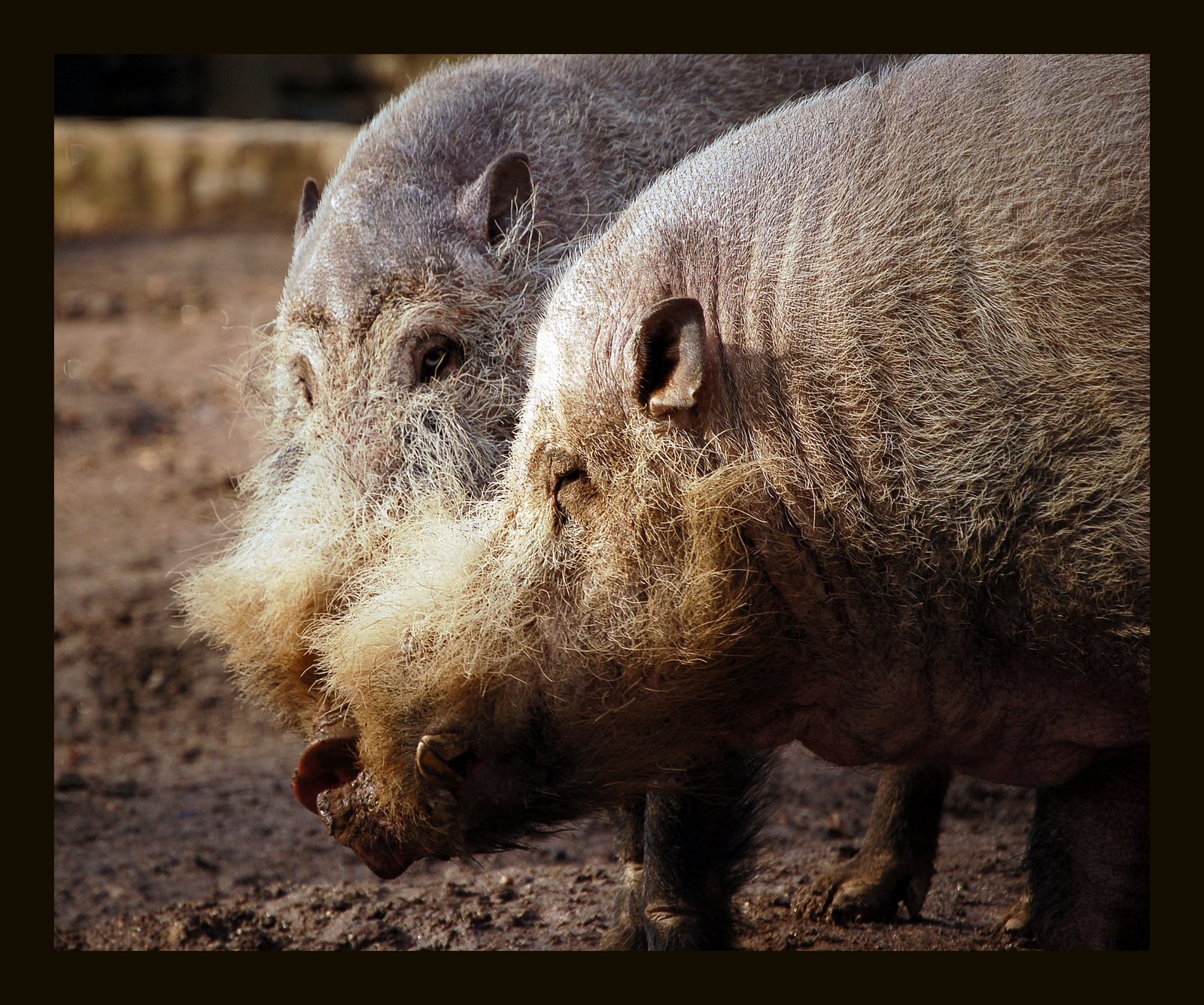 [Bornean+Bearded+Pig+-+digitalART2.jpg]