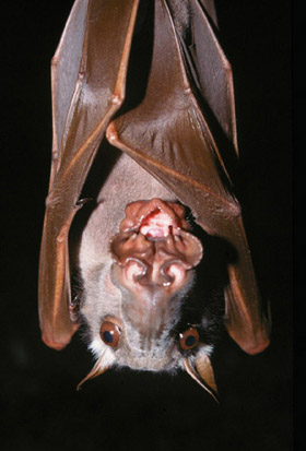 [Hammerhead+Bat+1.jpg]