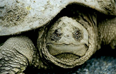 Snapping+Turtle+-+John+Farley.jpg