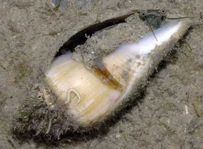 Conch+Eyes+-+linty.jpg