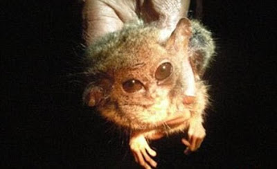 Pygmy+Tarsier+1.jpg