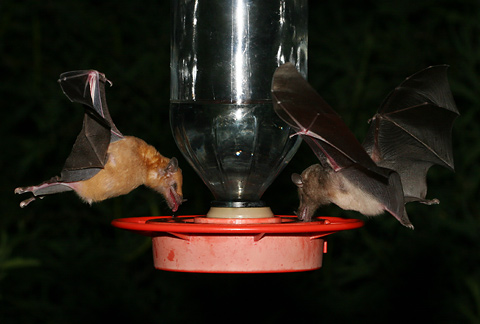 [Feeder+Bats+1.jpg]
