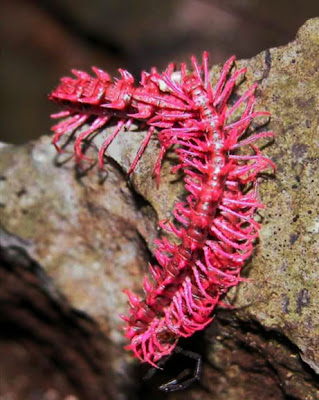 Shocking+Pink+Dragon+Centipede.jpg