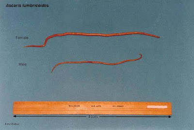 Roundworm+1.jpg