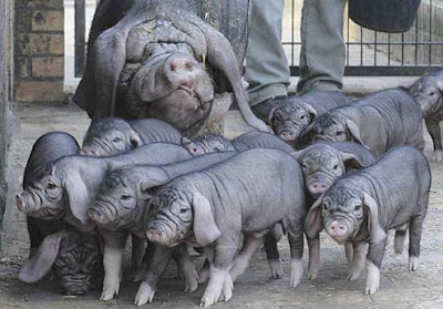 Meishan+pigs+1.jpg