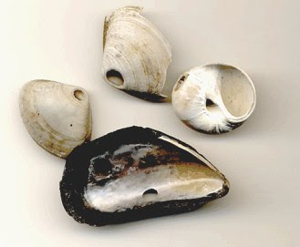 drilled_shells.jpg