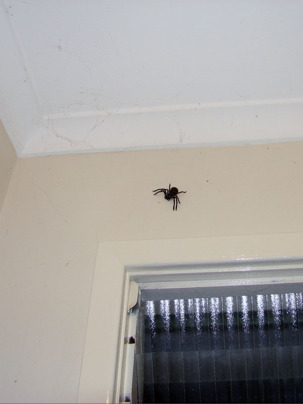 [OrbSpider1+-+Bonni.jpg]