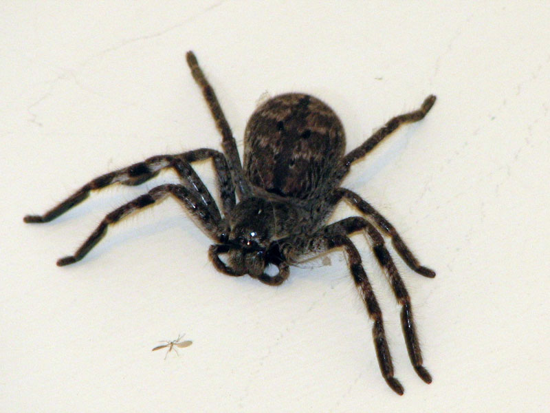 [OrbSpider2+-+Bonni.jpg]