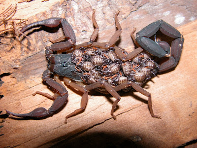 Scorpion+Mommy+with+Babies.jpg
