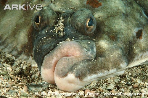 [European+Plaice+-+2.jpg]