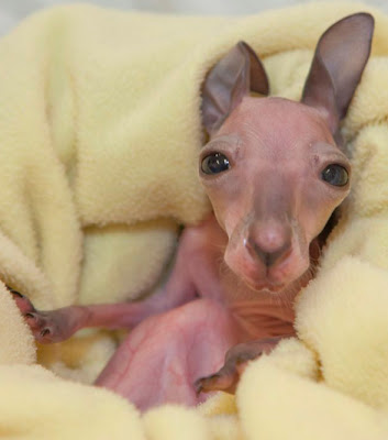 Baby+Kangaroo+1.jpg