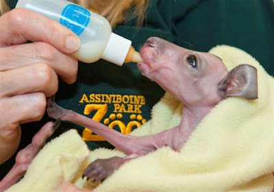 Baby+Kangaroo+2.jpg