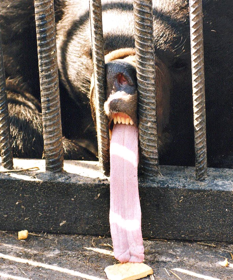 http://3.bp.blogspot.com/_LbccUVbSRd8/SjlHRqWRcOI/AAAAAAAAEv8/1Hu73ObqZdE/s1600/bear+tongue.jpg