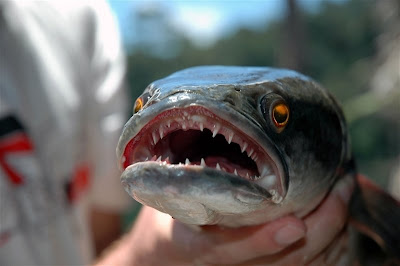 snakehead+fish+2.jpg