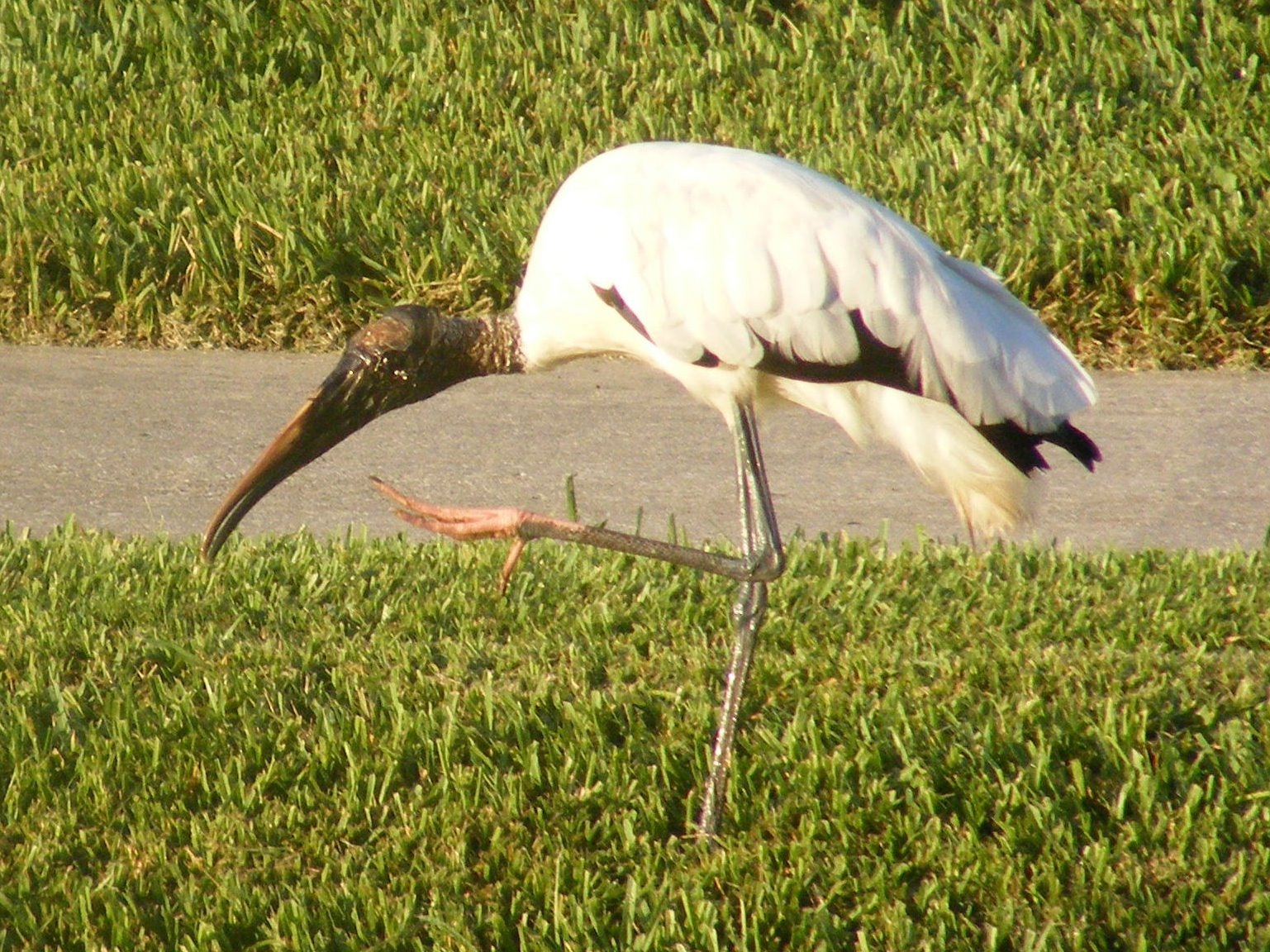 [Woodstork+-+Mo+Hassan.JPG]