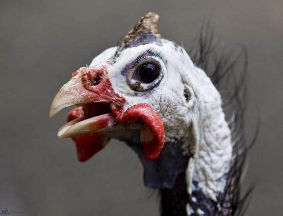 [GuineaFowl+-+skull.JPG]