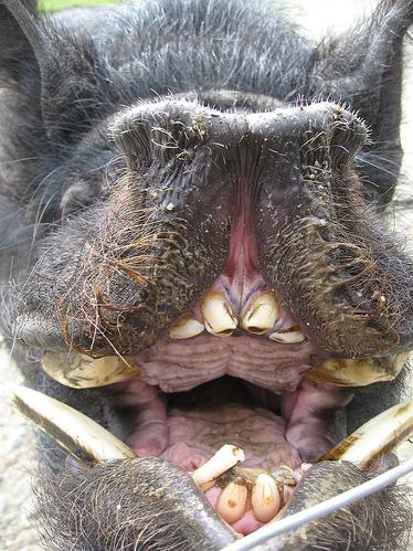 [Pig+Snout+-+beneath.JPG]