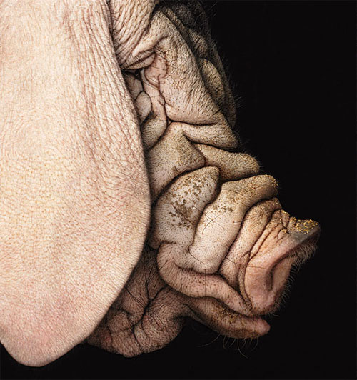 [Pig+Wrinkly+Face.jpg]