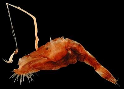 [wolf-trap+anglerfish.jpg]