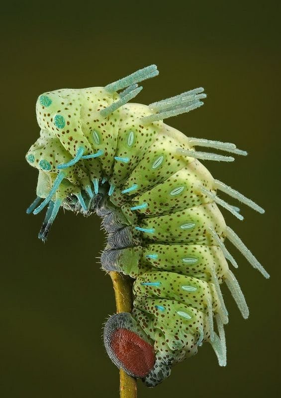 [Caterpillar,+Spikey+LinkInn.jpg]