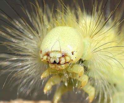 Caterpillar,+Blonde.jpg