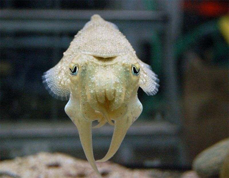 [cuttlefish_knuttz1net.jpg]